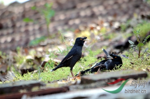 DSC_6385.JPG