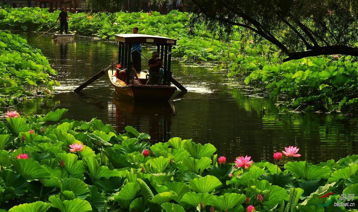 荷塘泛舟