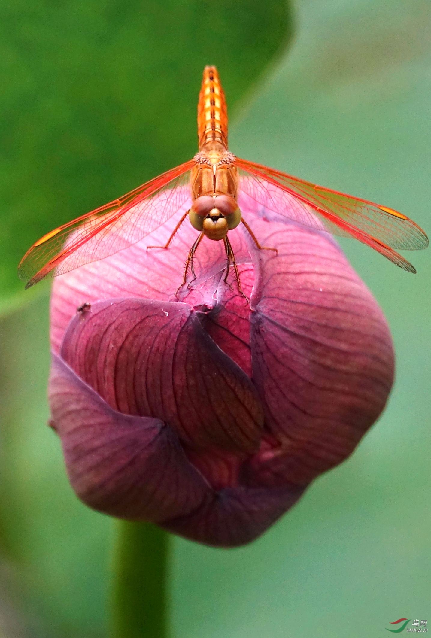 红蜻蜓
