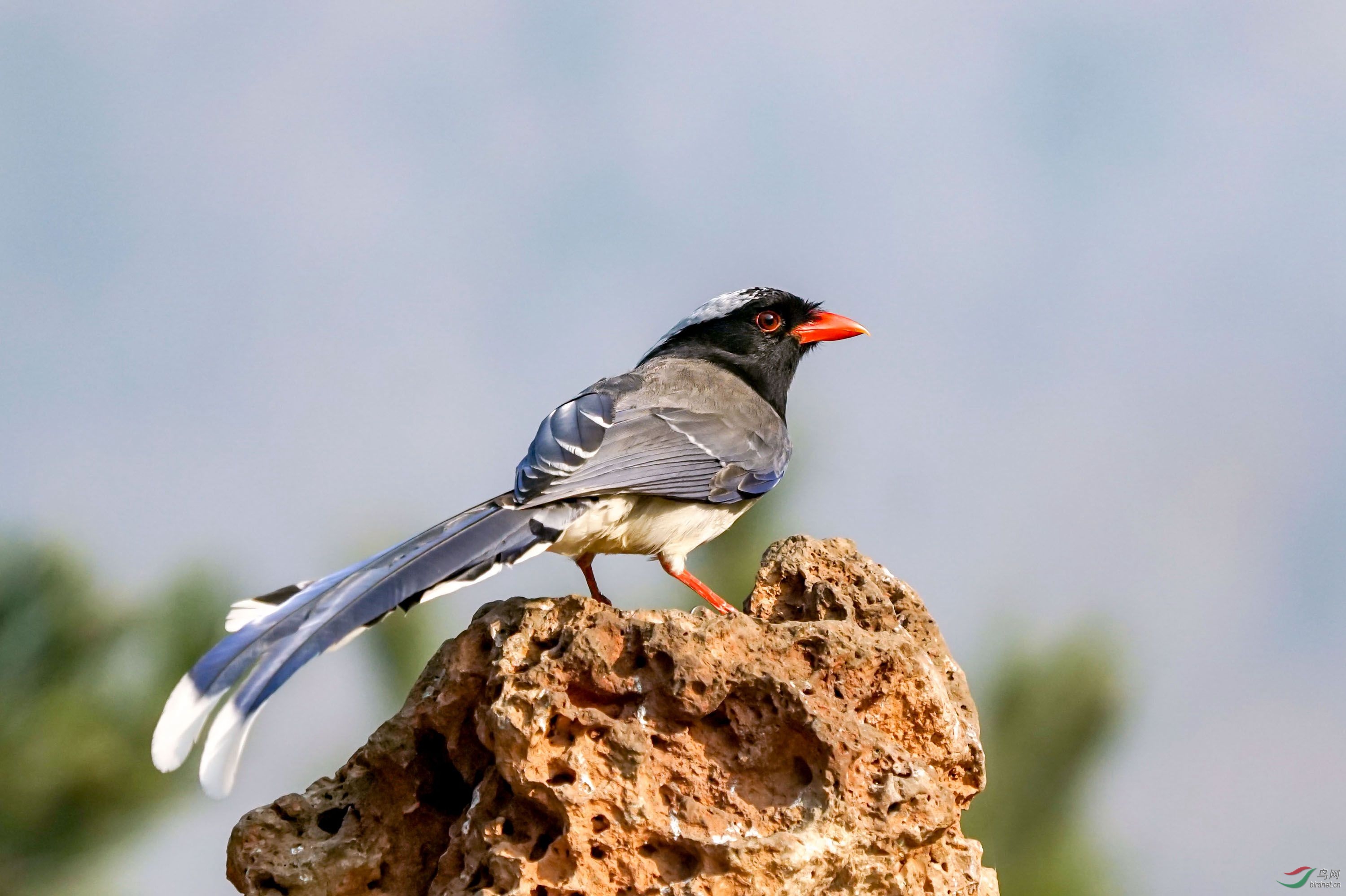 林鸟红嘴蓝鹊