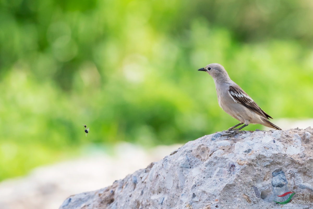 dsc_9774_ABC��ͼ.jpg