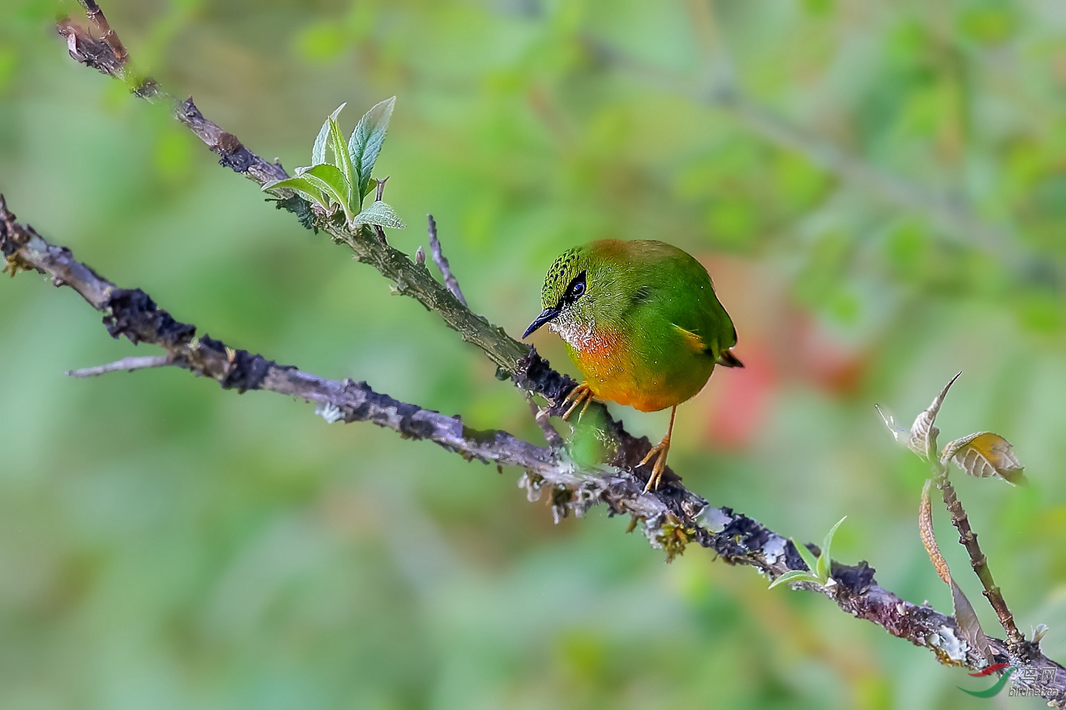 憨厚的模样 ---- 火尾绿鹛
