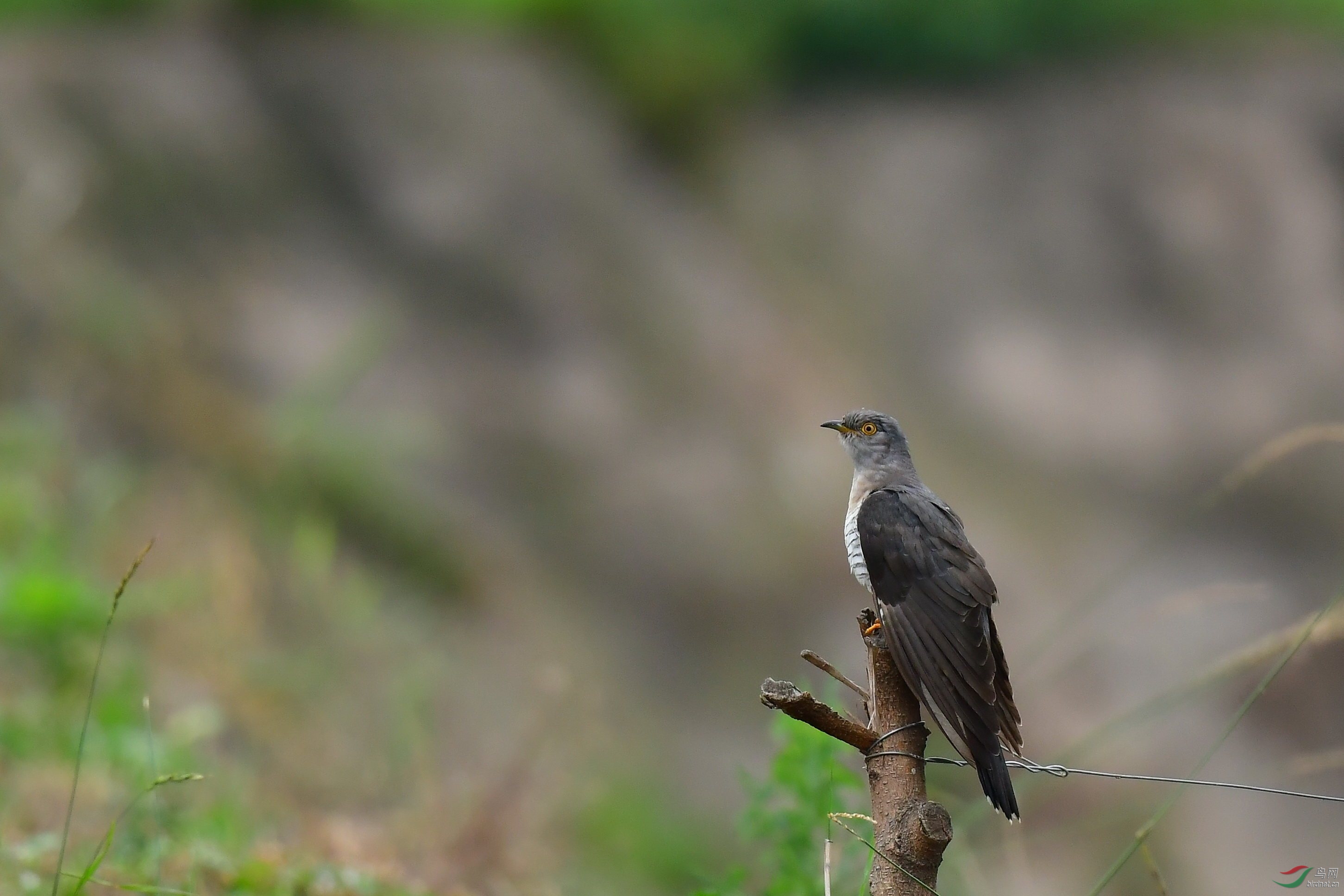 DSC_0488vv.jpg