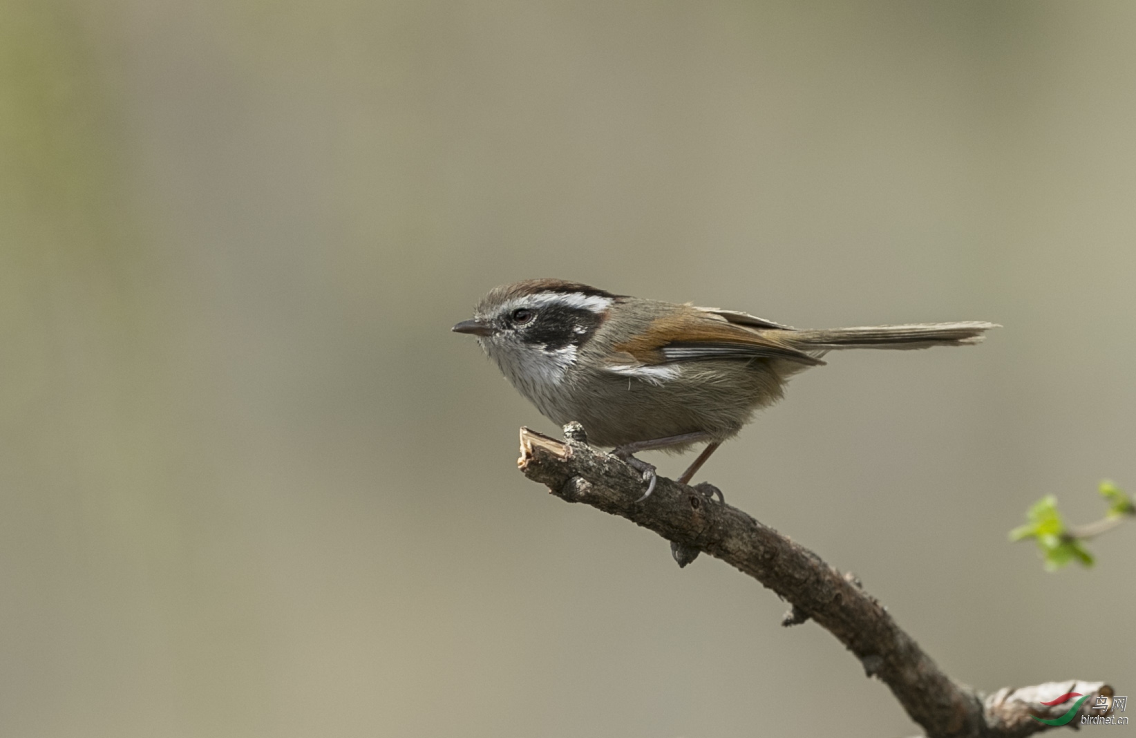 BT1I3168-1=- (2).jpg