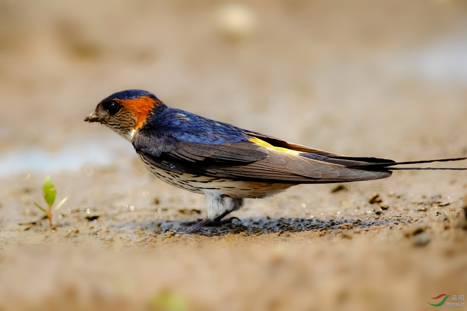 五彩斑斓金腰燕