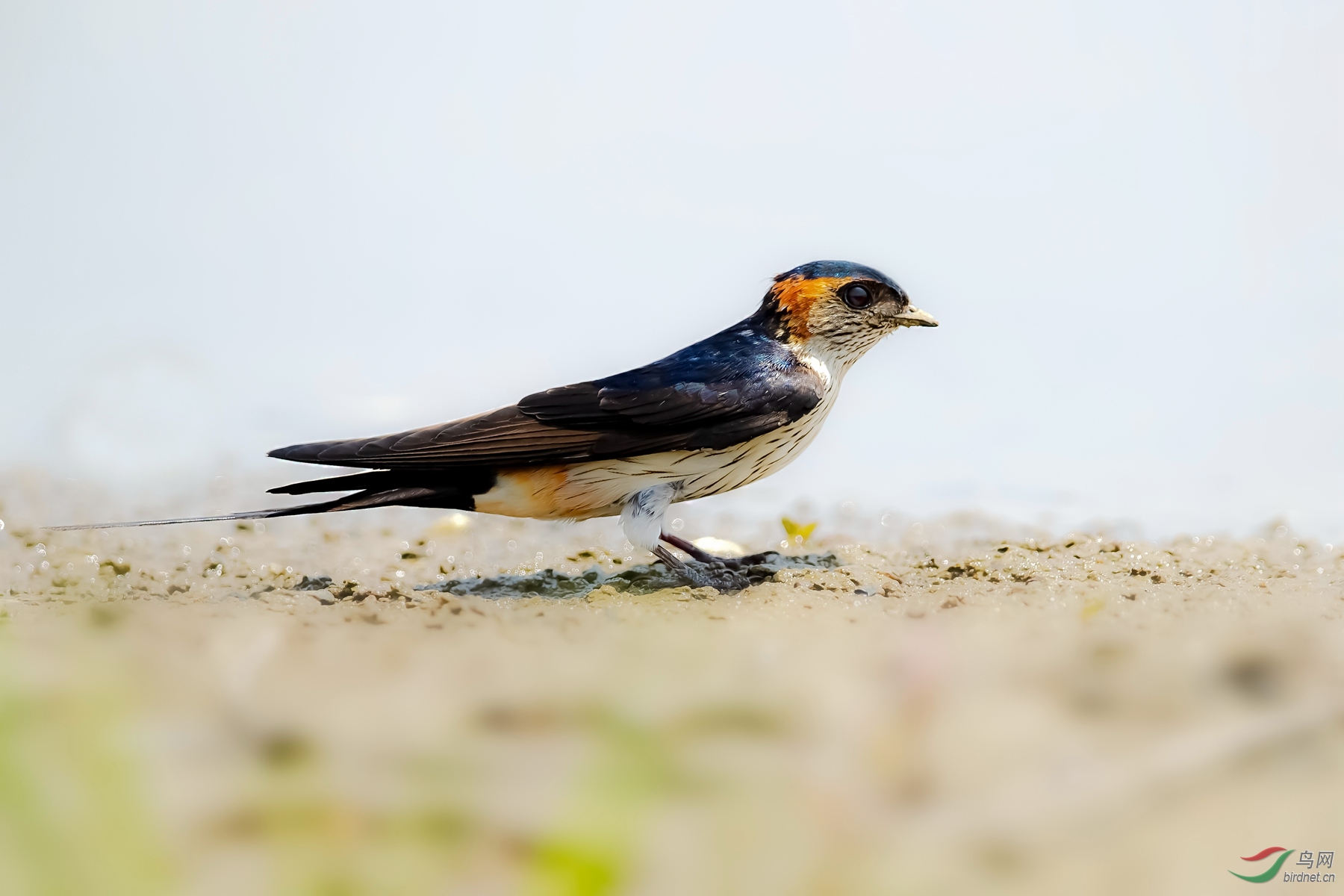 五彩斑斓金腰燕