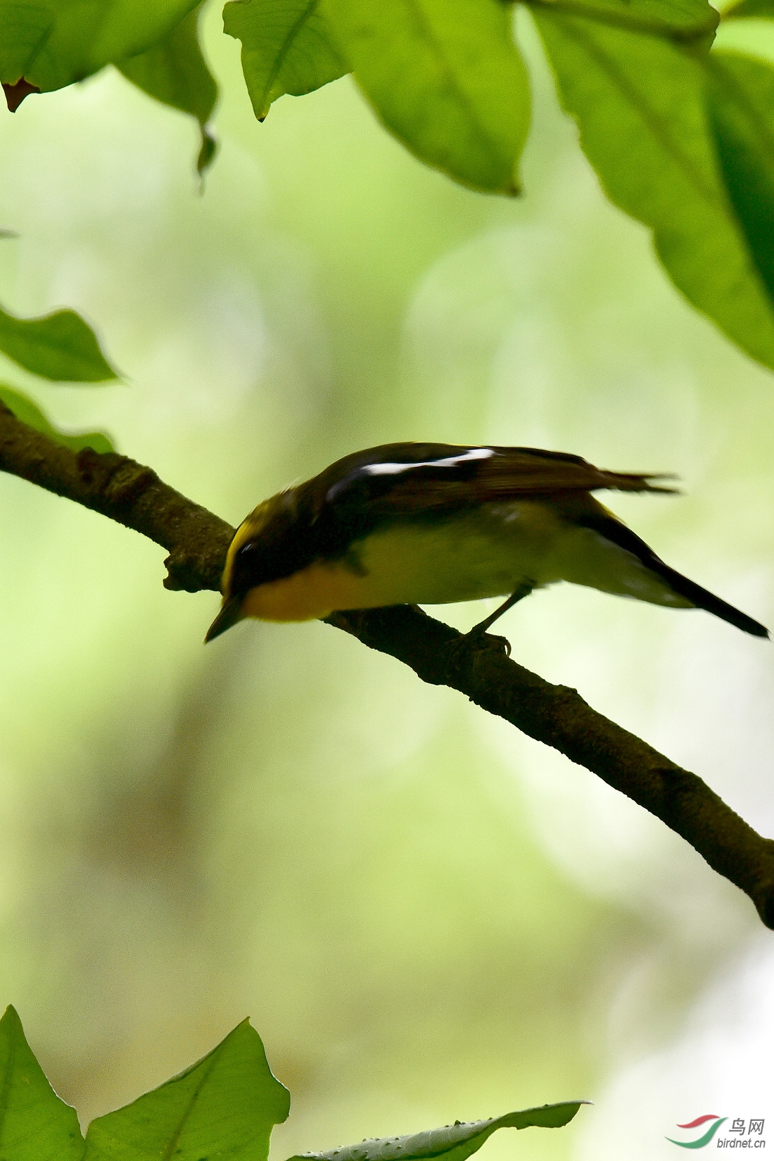 DSC_0096.JPG