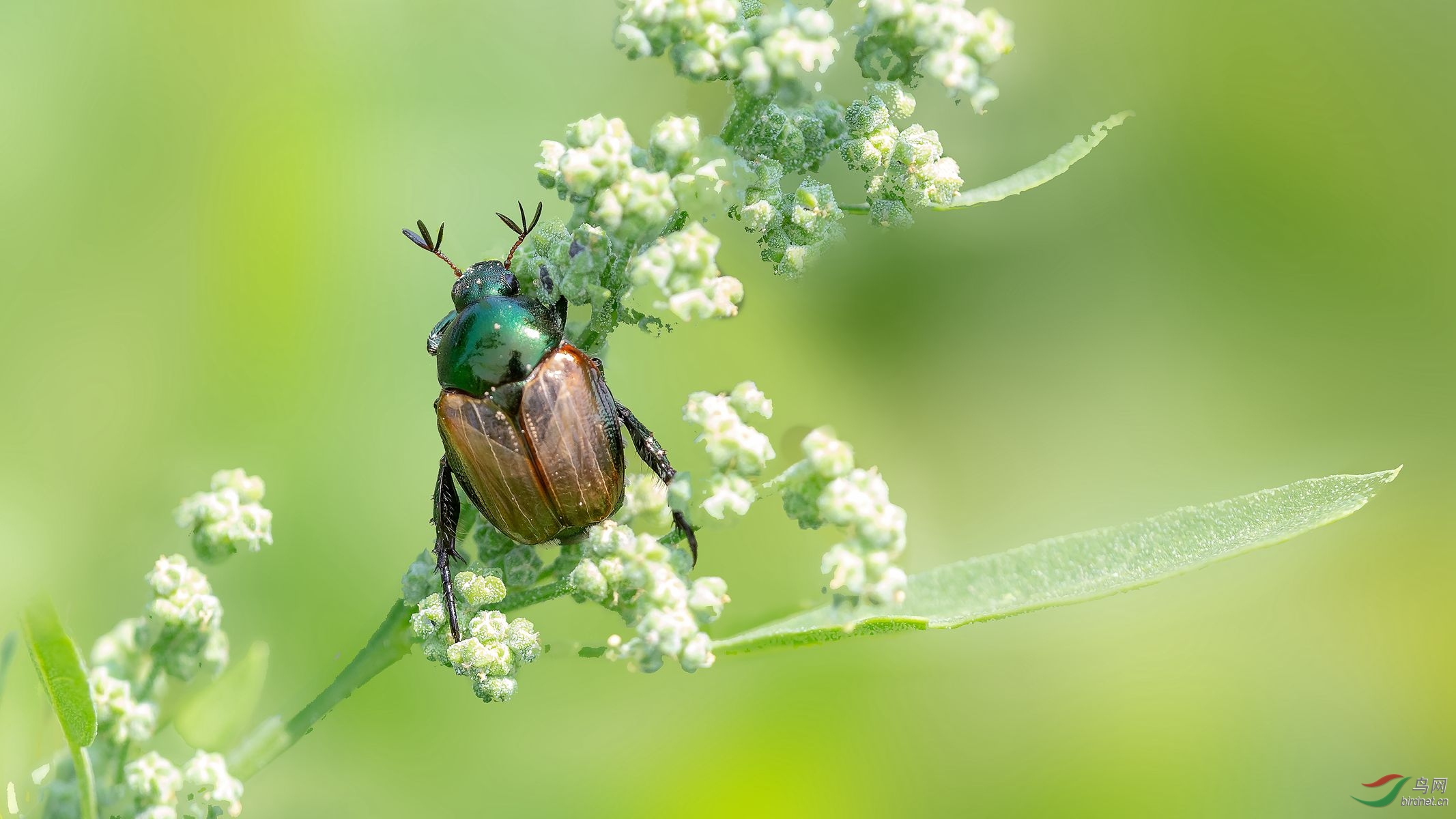 论坛 69 主题区 69 昆虫与微距 69 金龟子