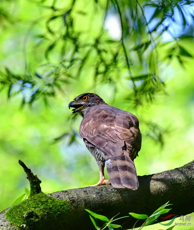 DSC_1990a.JPG