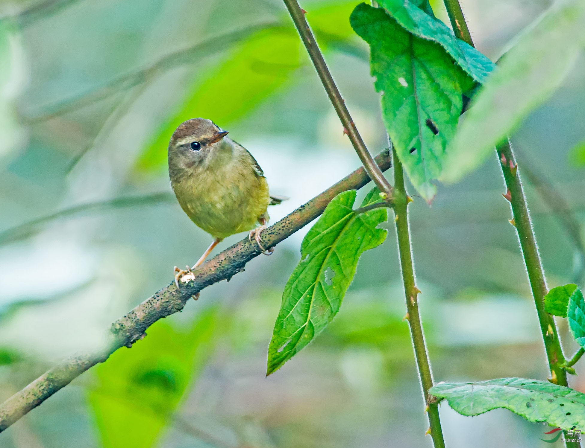 DSC_0213-1.jpg