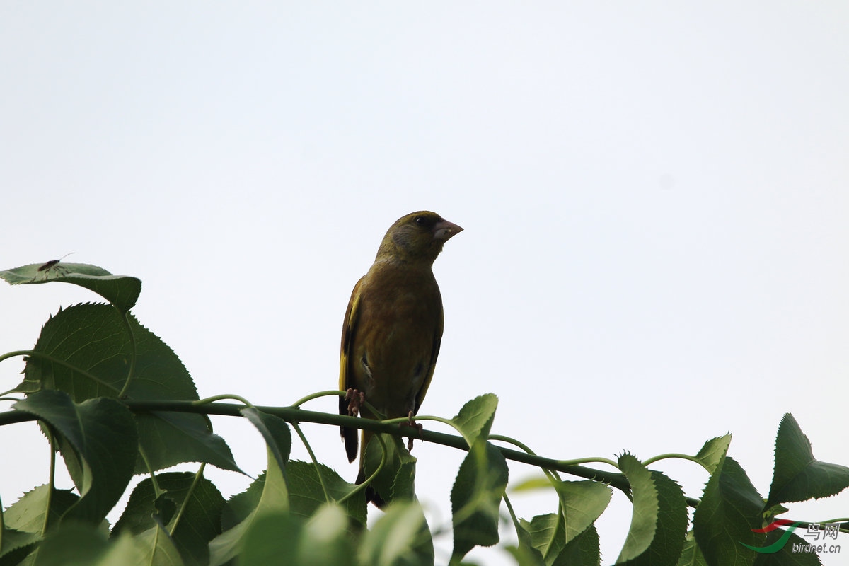 1�ڻ�ɽ�ĵ���