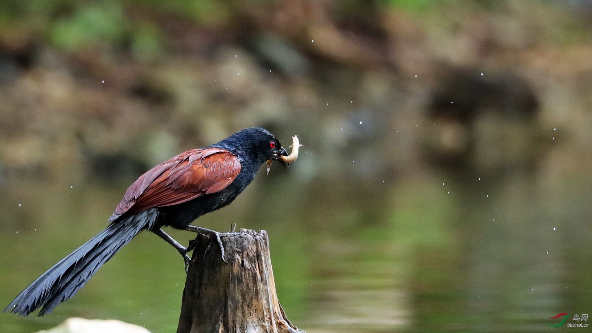 大有收获红毛鸡