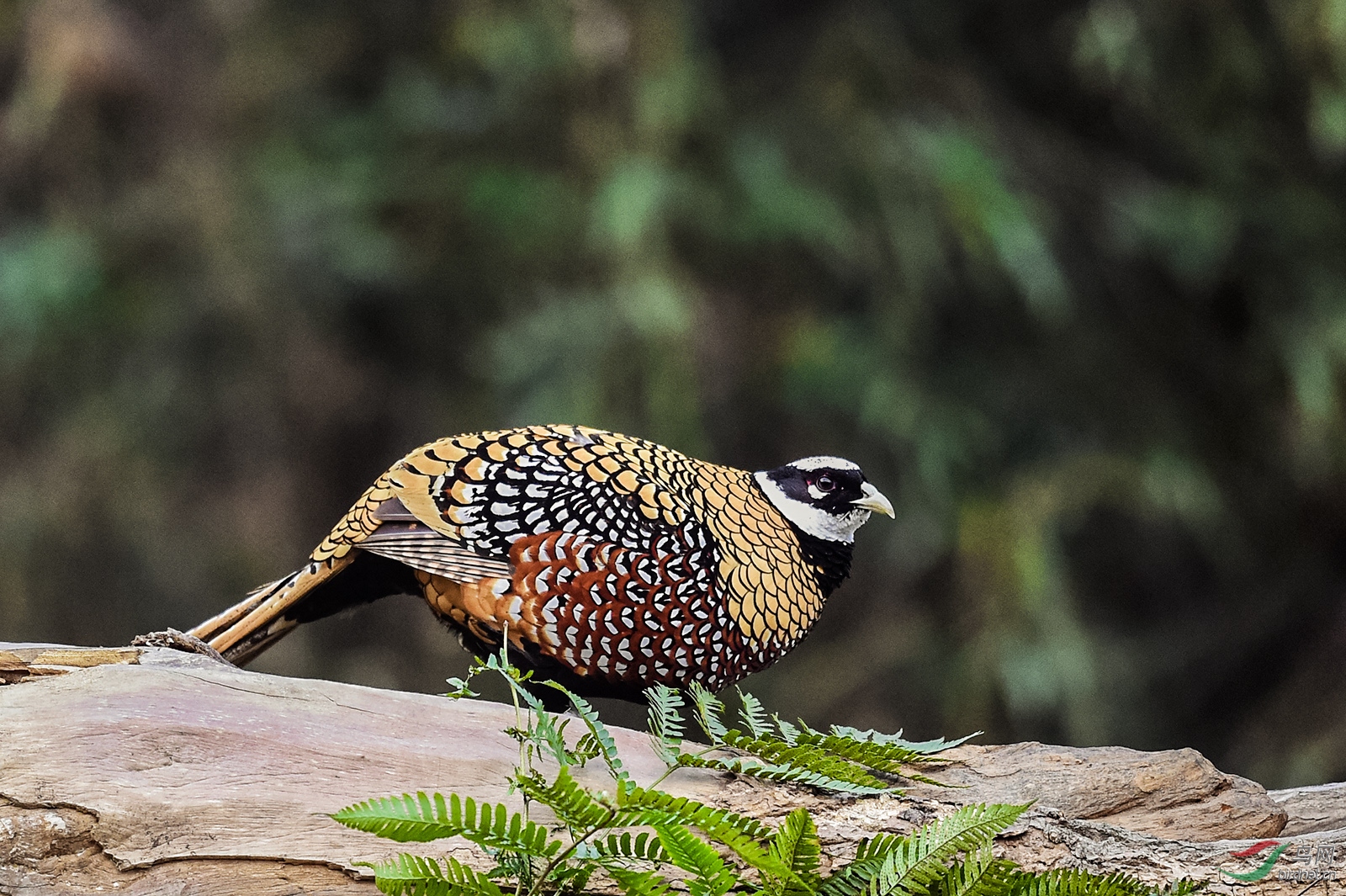 _DSC6279_4447a.jpg