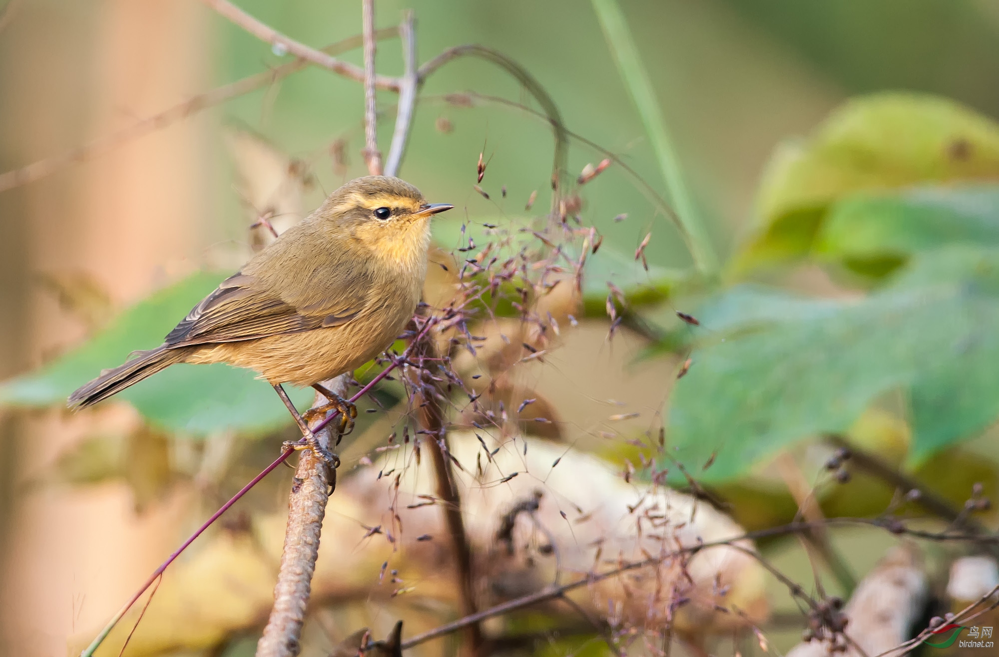 �ظ���ݺ�����飩