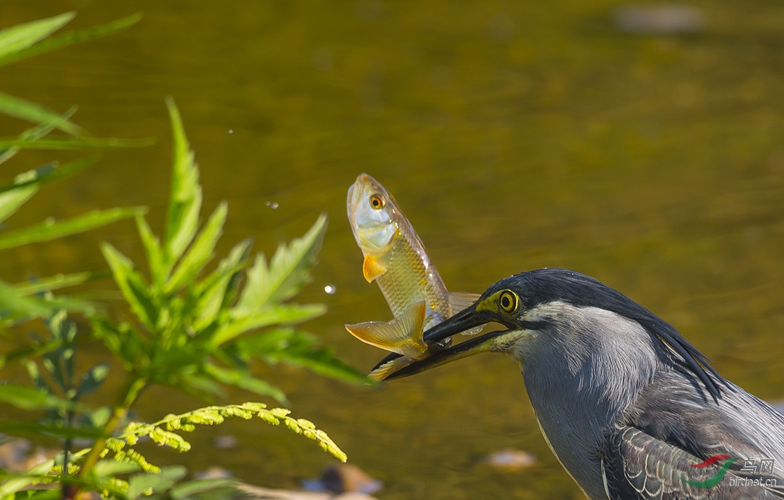 DSC_4555.jpg