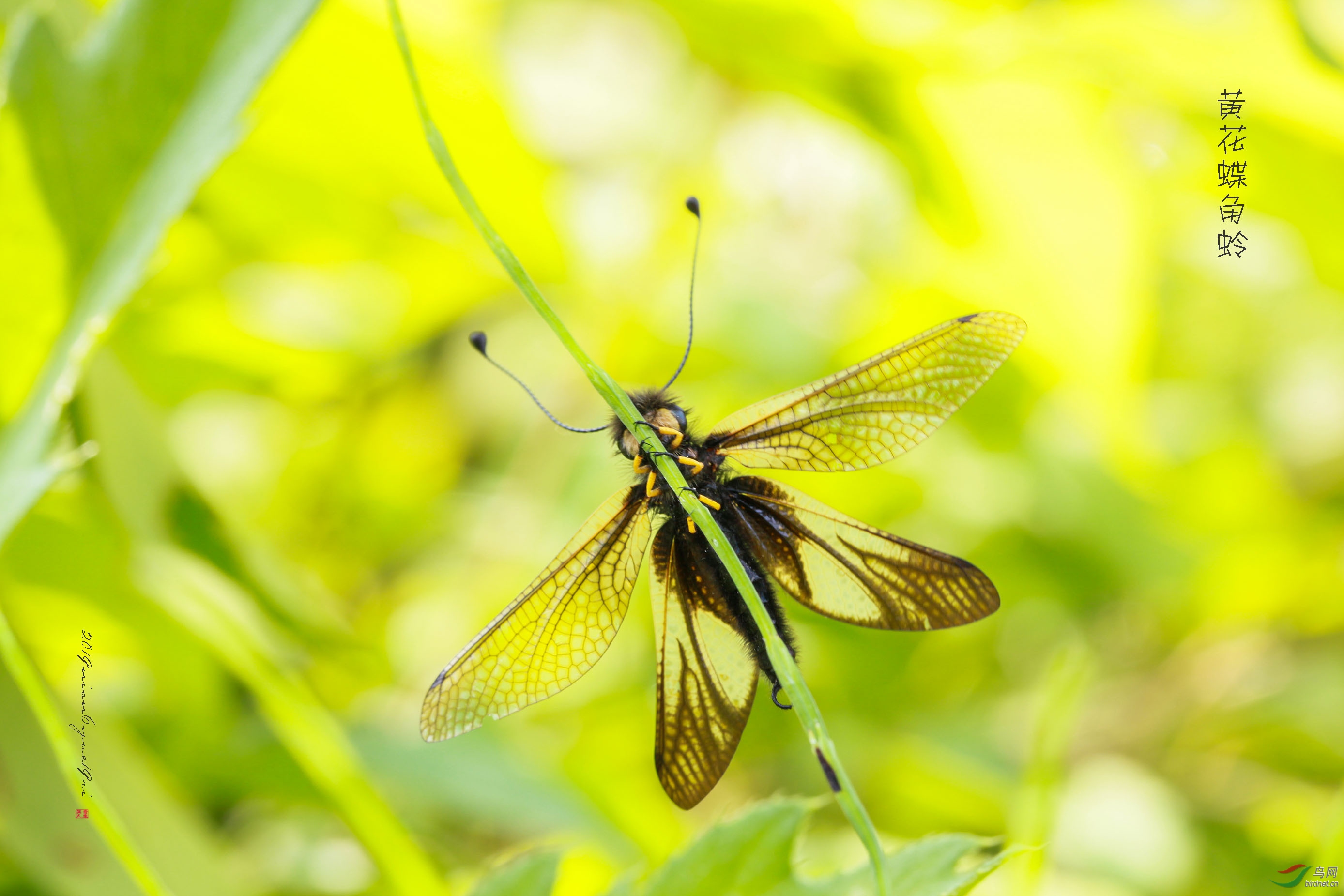 黄花蝶角蛉组图姜岭2019年6月19日15