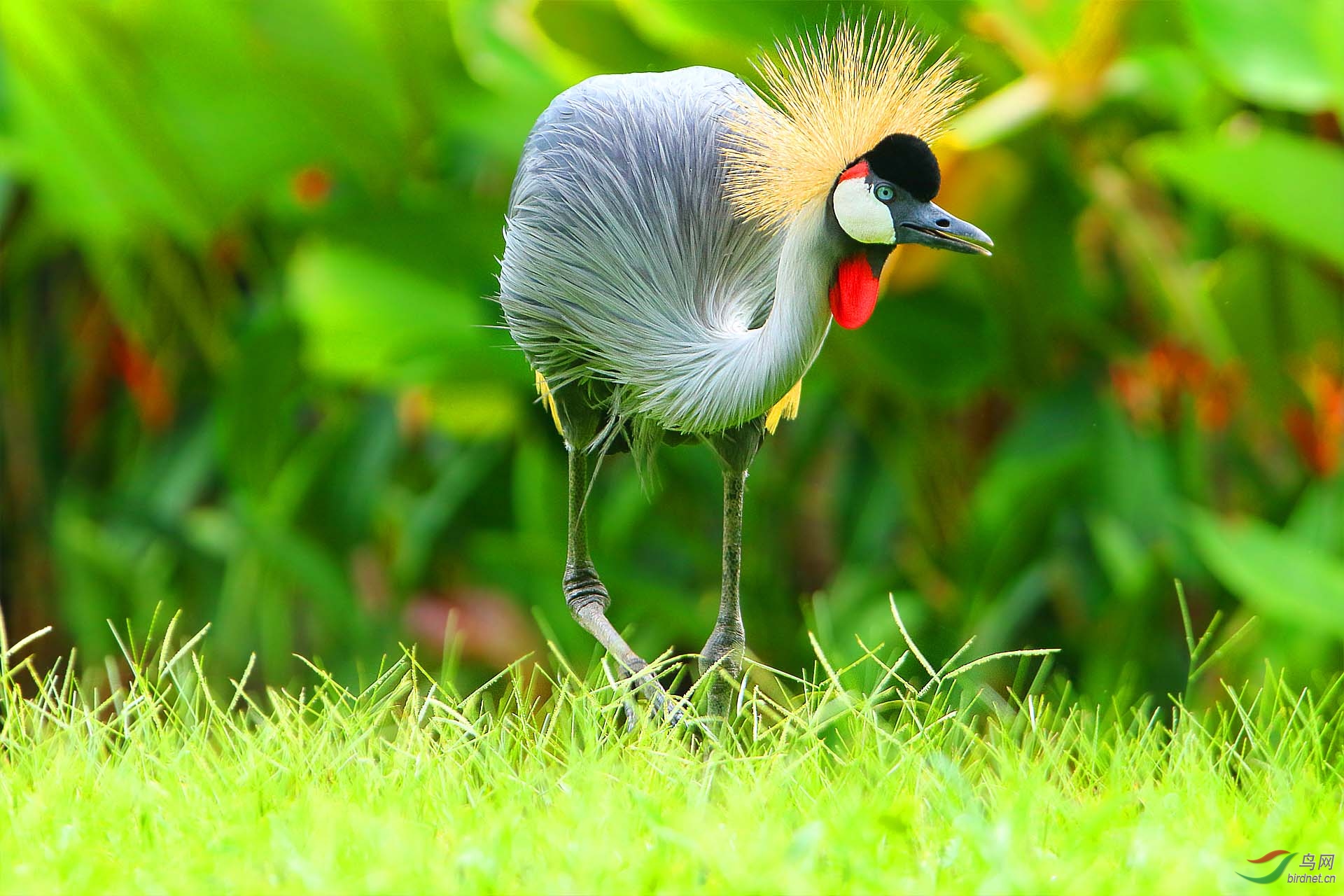 非洲冕鹤祝贺荣获首页鸟类精华