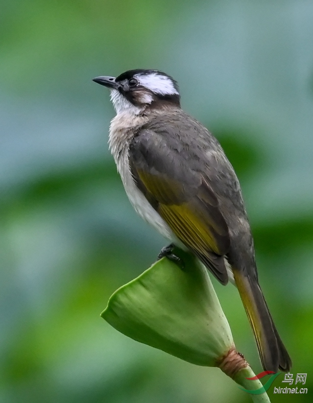 DSC_237327.jpg