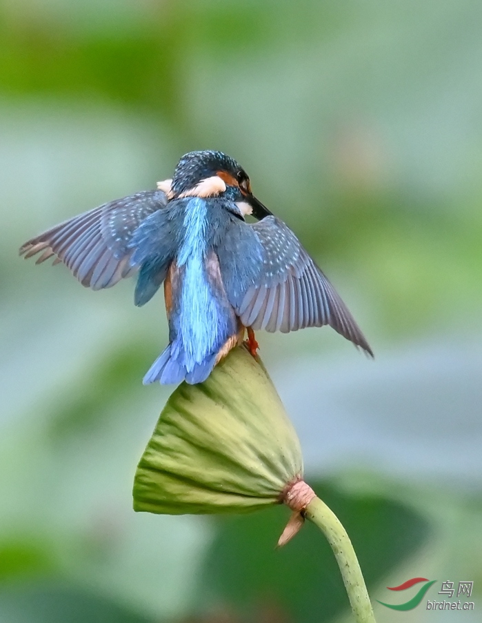 DSC_237350.jpg