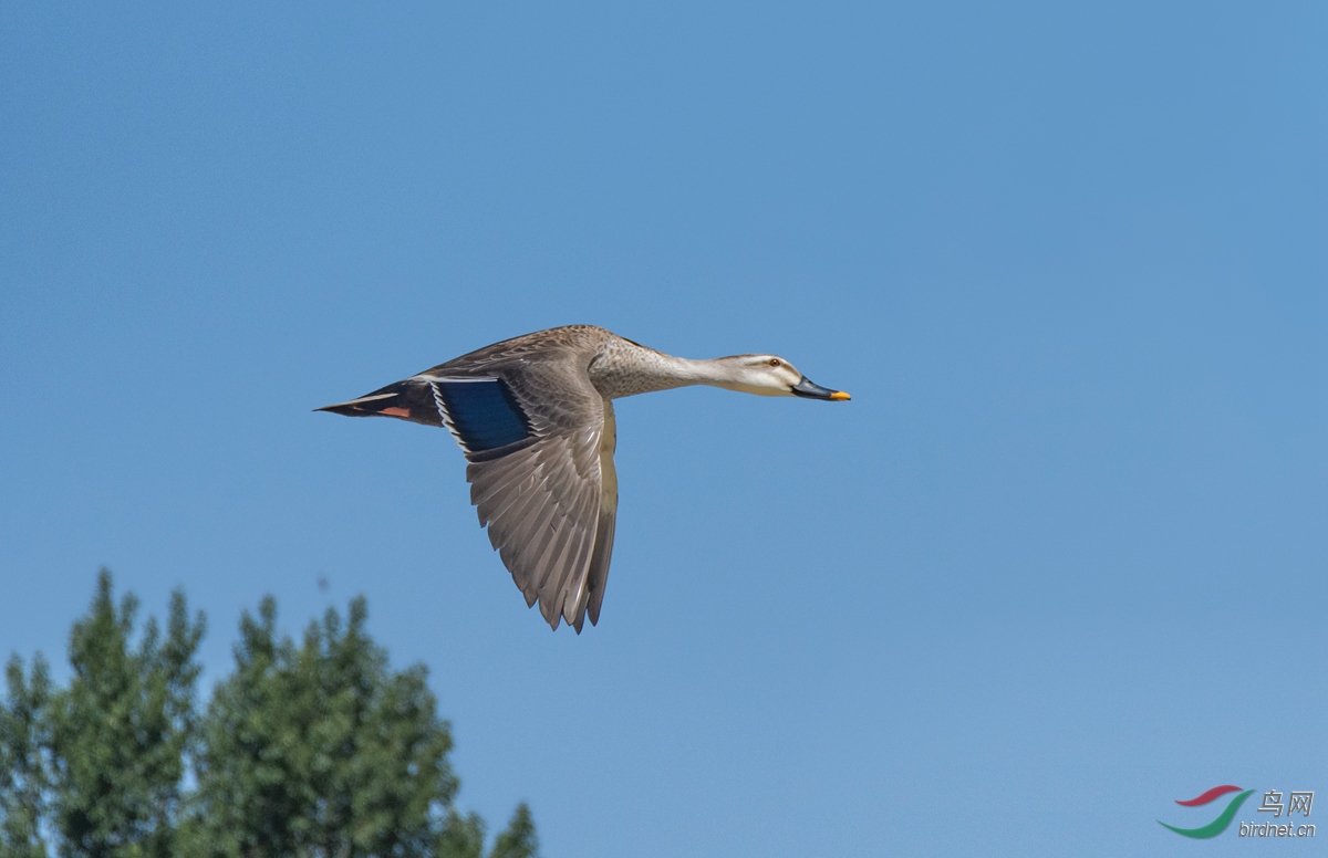 dsc_9430_ABC��ͼ_����.jpg