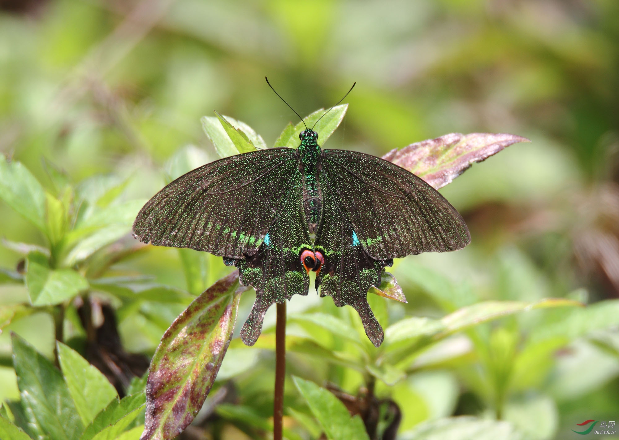 七彩蝴蝶巴黎翠凤蝶蝴蝶020