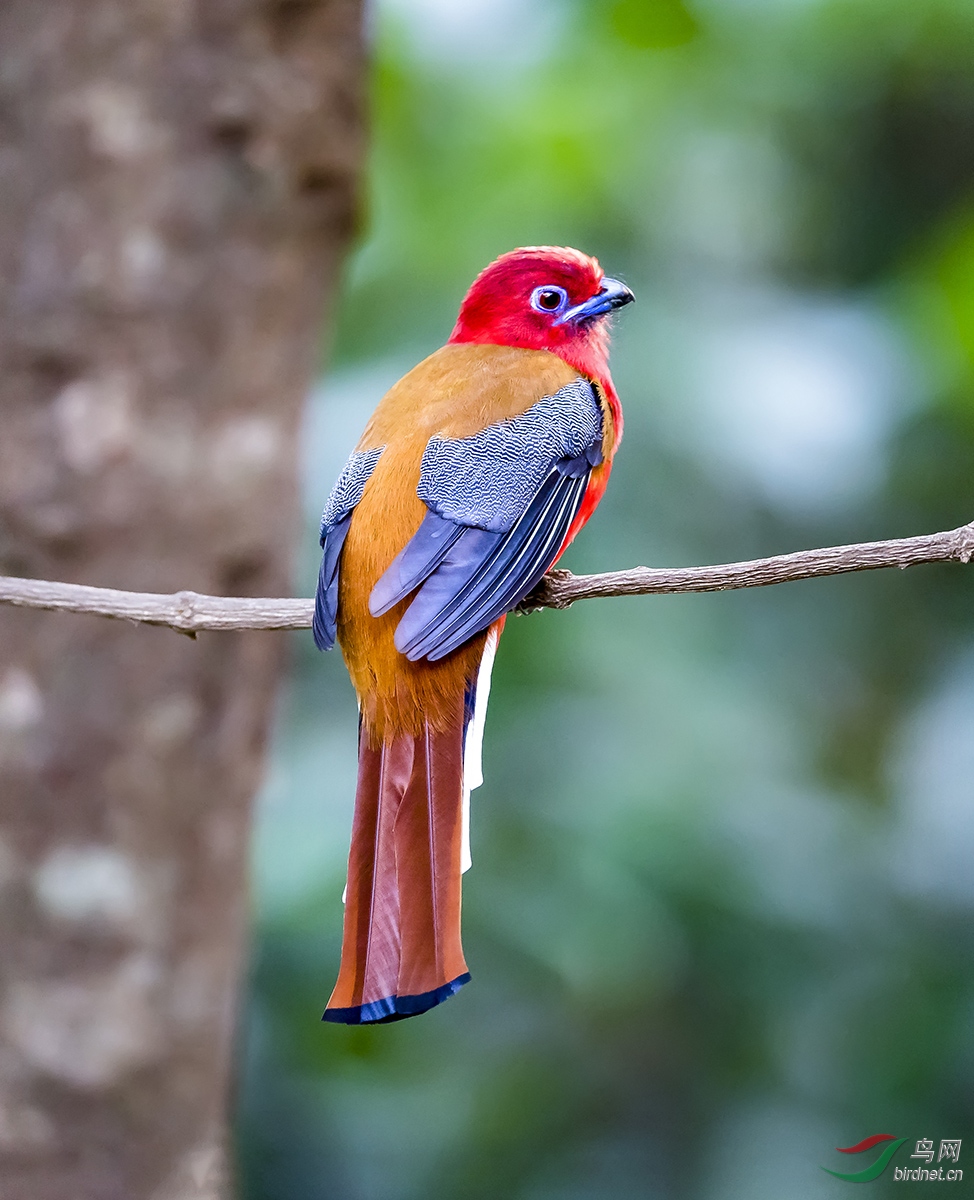 _DSC0140---A-16��ͷҧ��---20CT.jpg