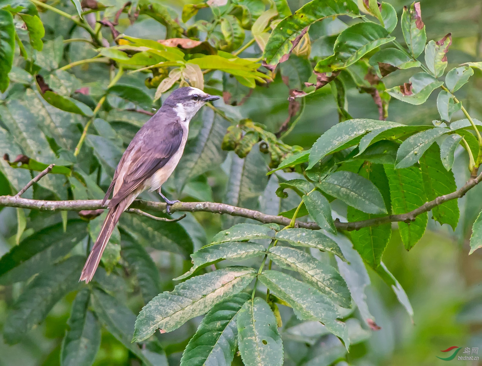 ��ɽ�����ǳɣ�