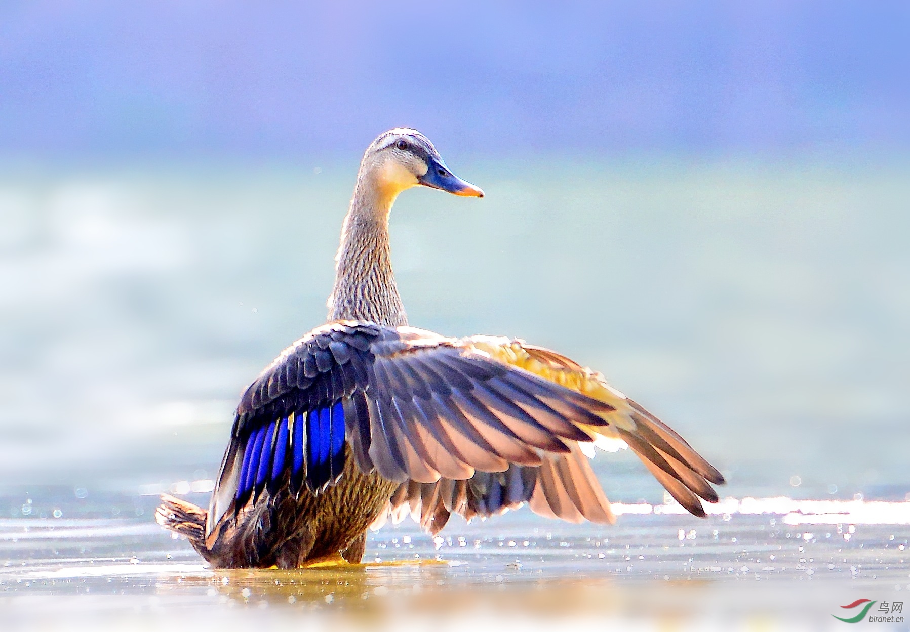 DSC_9616_conew3.jpg