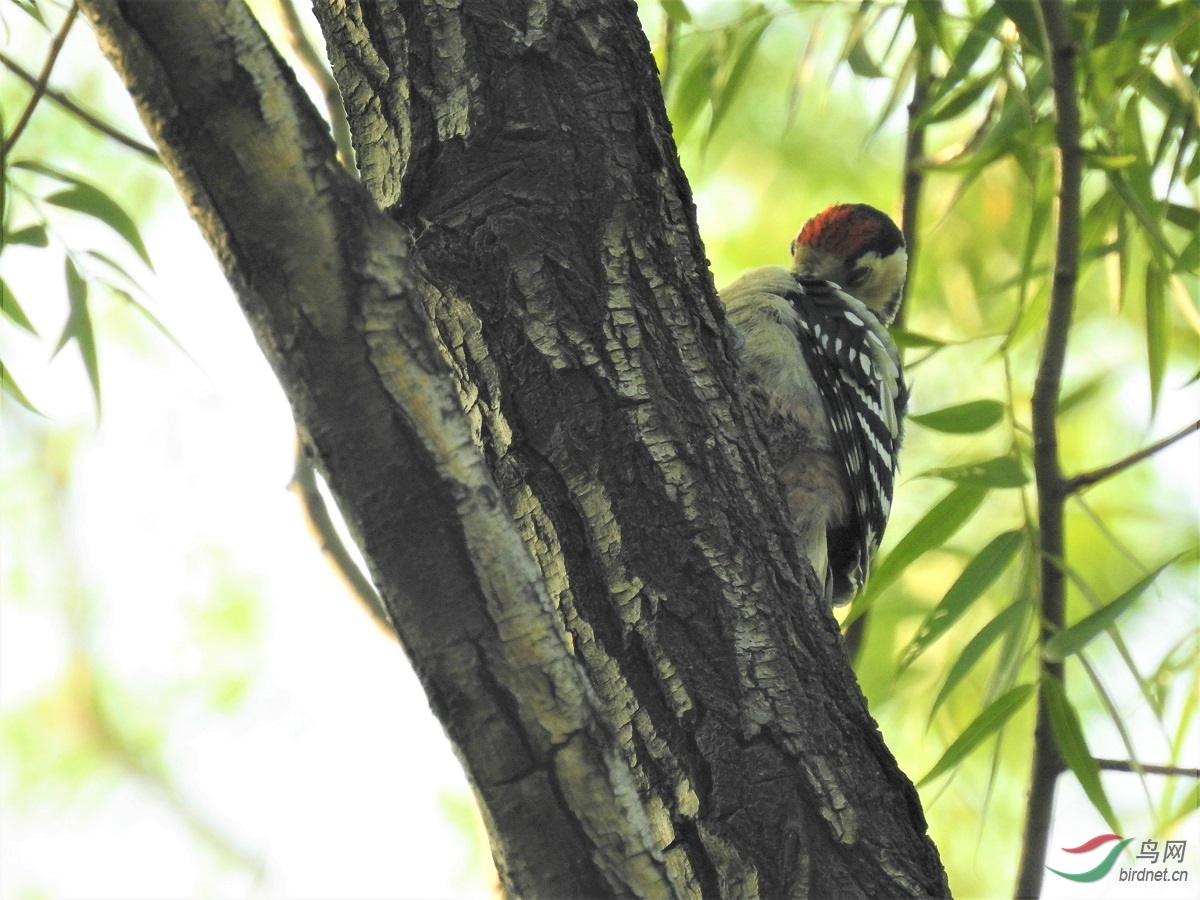 ��ľ��-����ԷDSCN1599 - ����.jpg