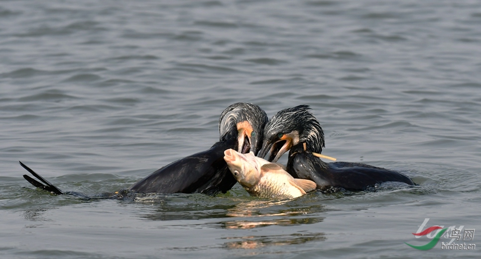 11 - ����.JPG