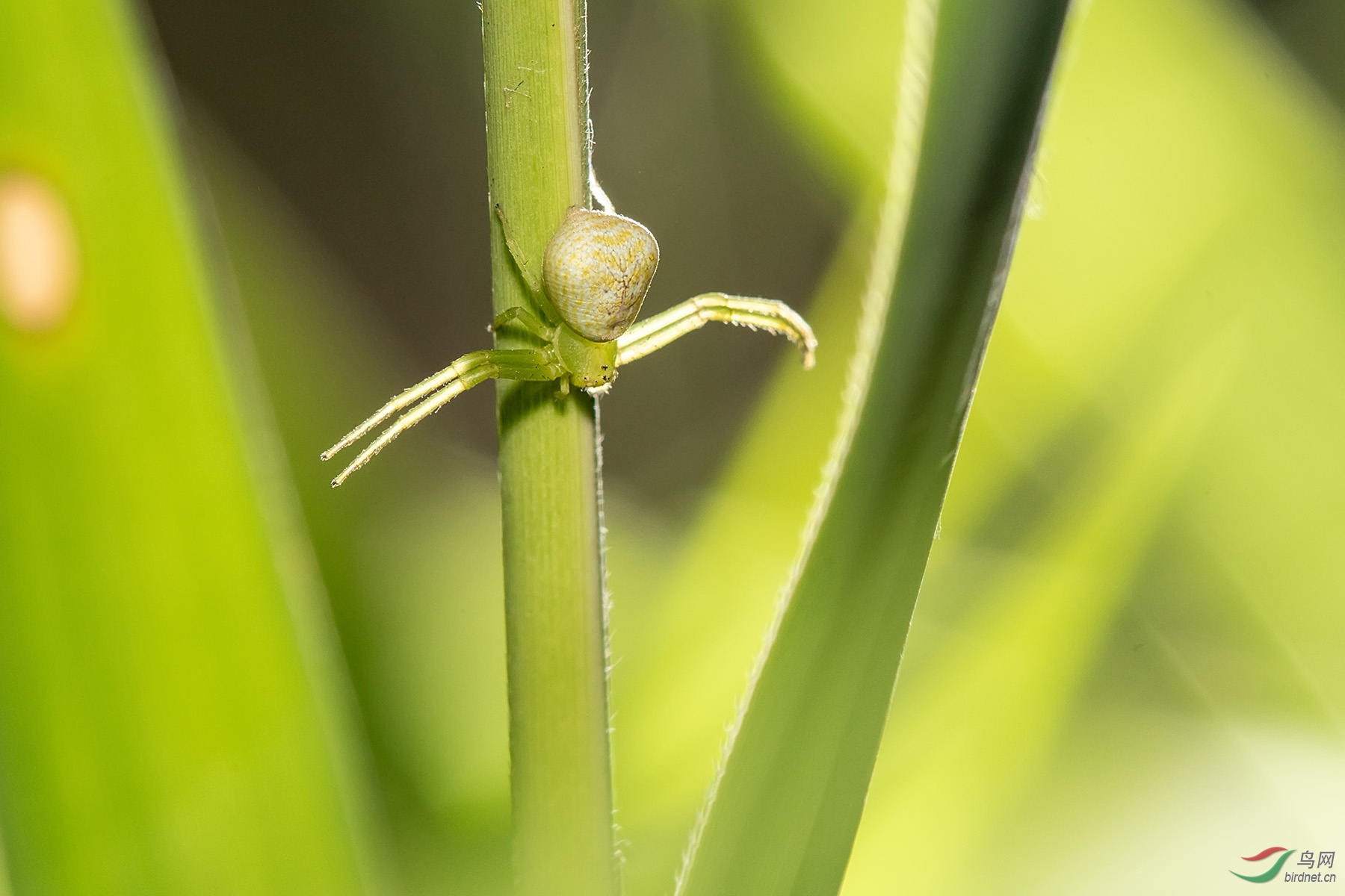 等候大餐的绿蛛