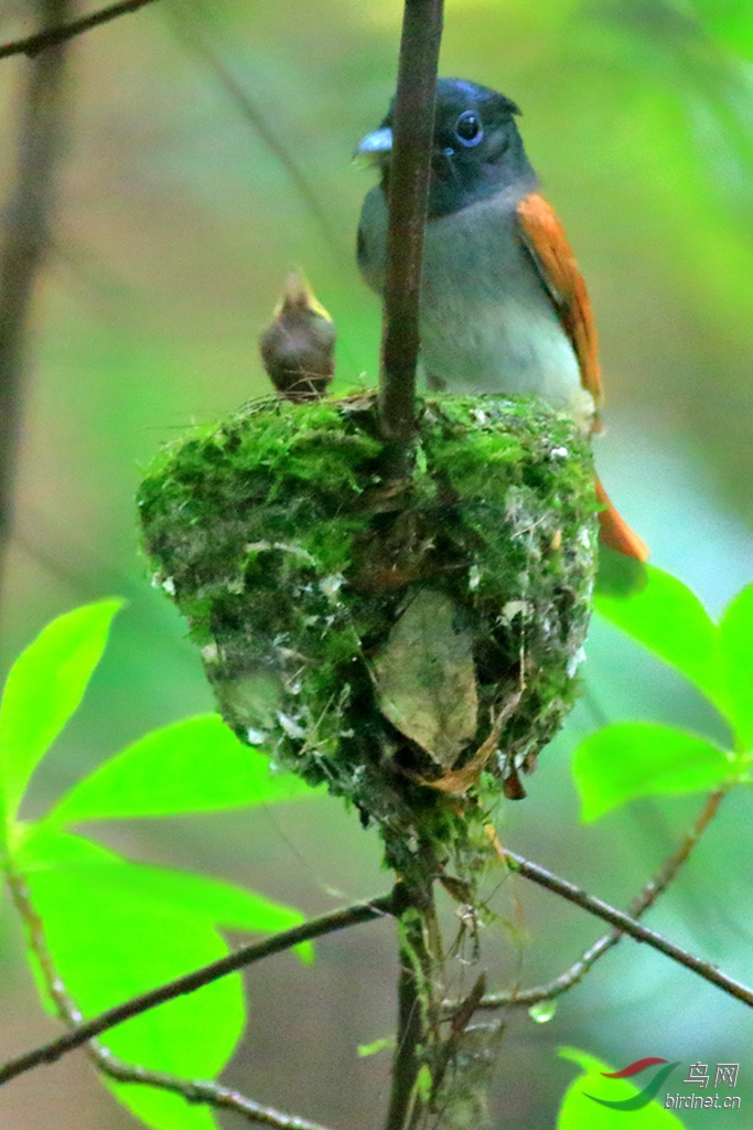 �ĺ����ٴ����ں��ݷ�����Ϣ��