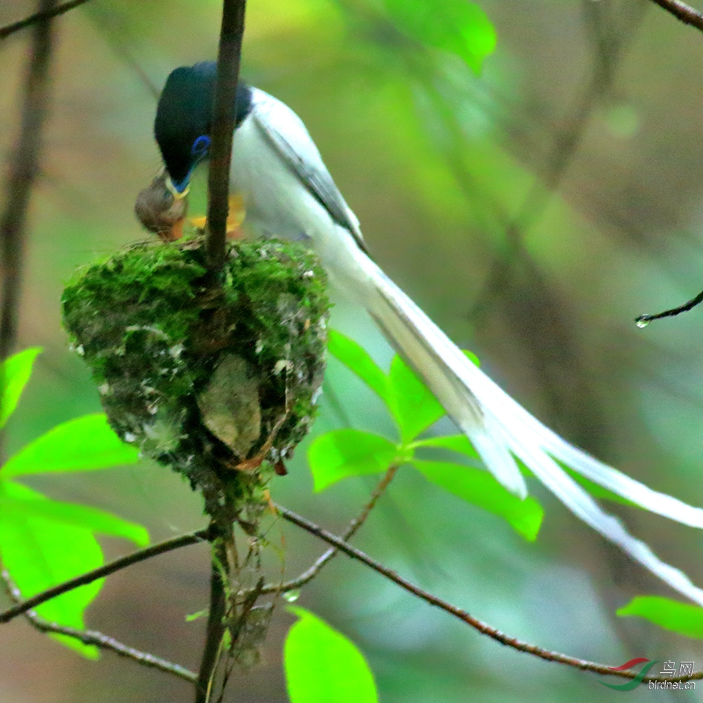 �ĺ����ٴ����ں��ݷ�����Ϣ��