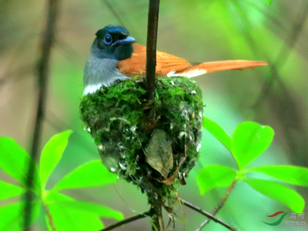 �ĺ����ٴ����ں��ݷ�����Ϣ��