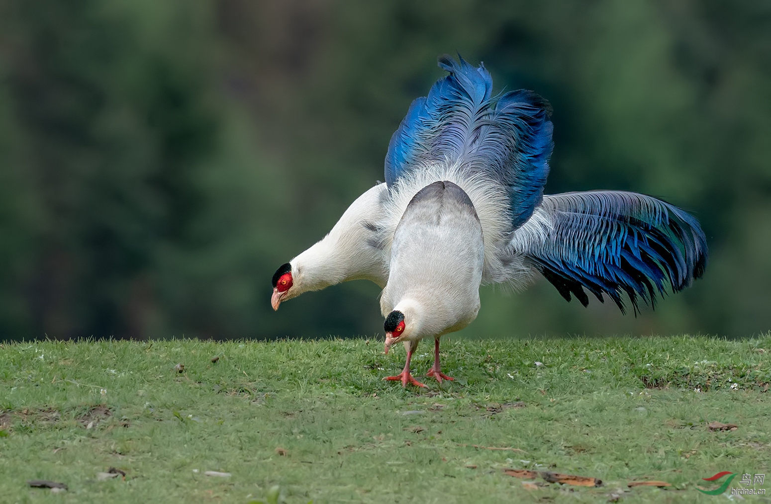 白马鸡的大尾巴~祝贺荣获首页鸟类精华!