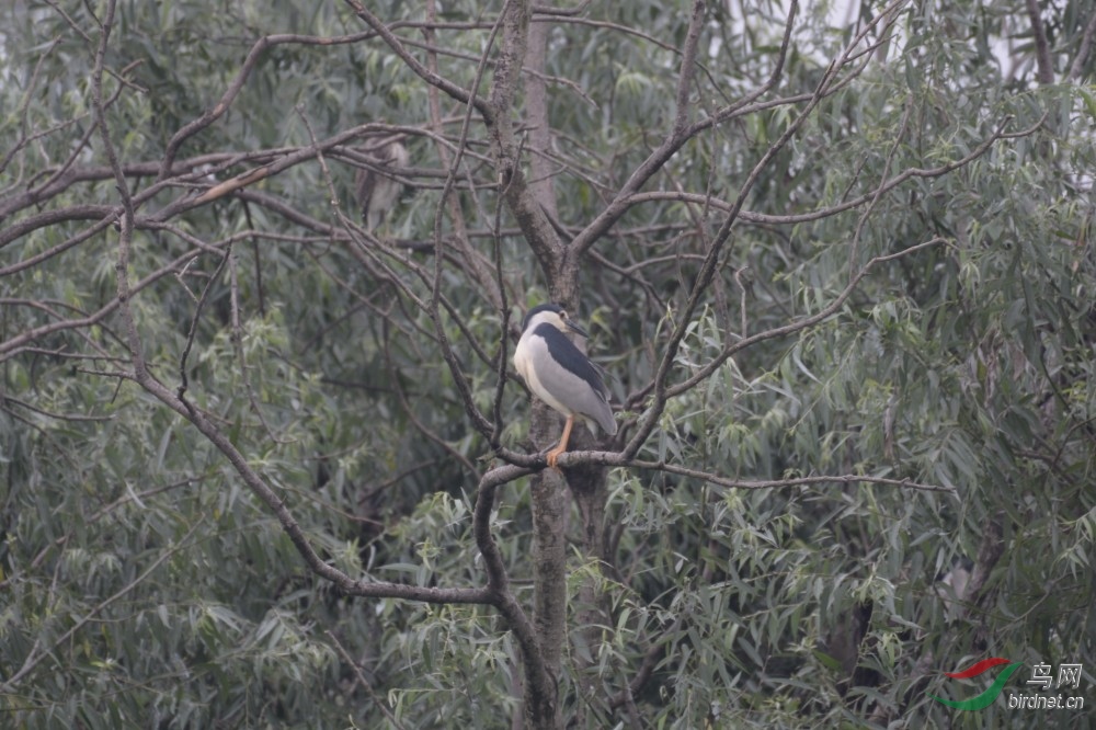 DSC_4337.JPG