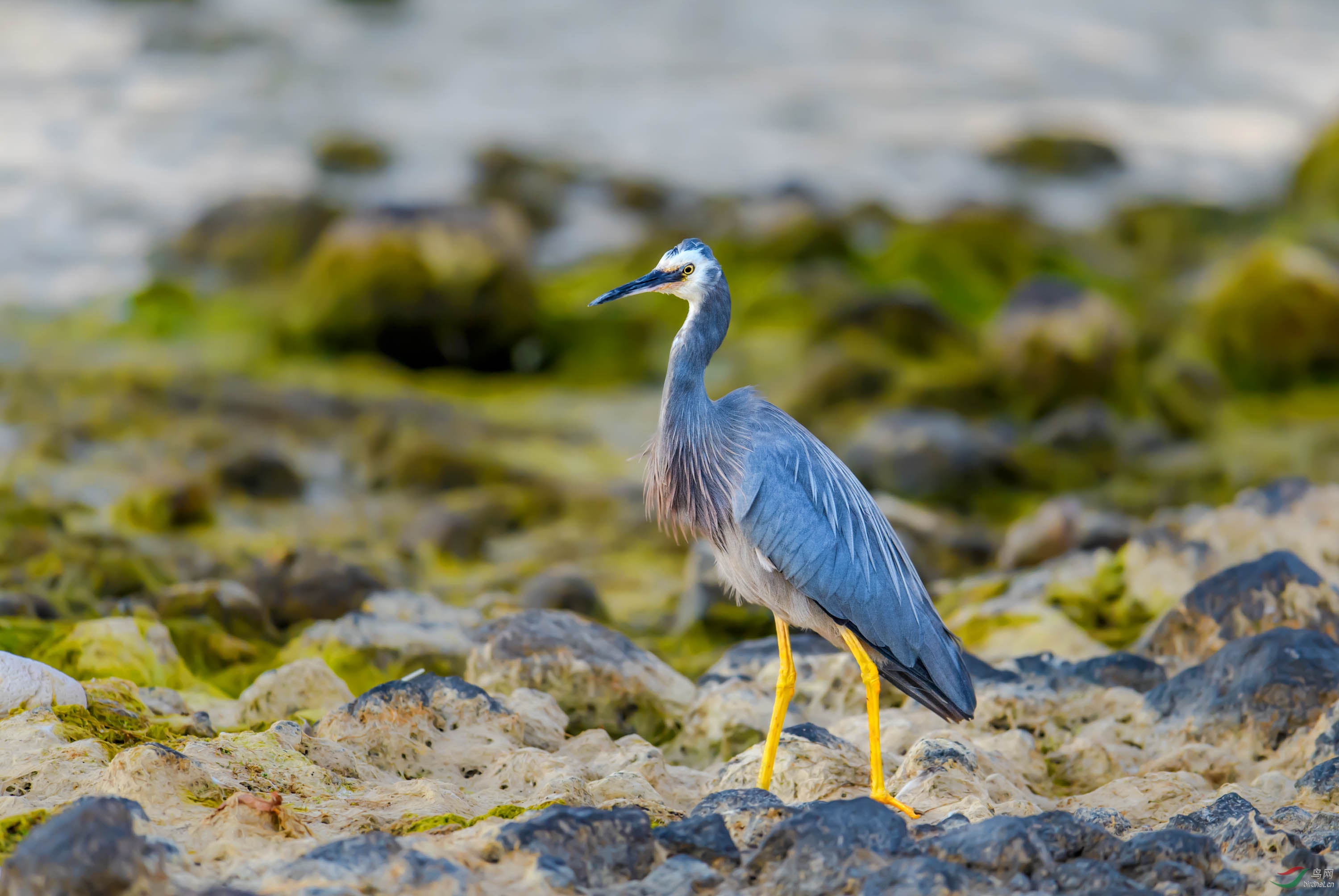 火山礁盘上的白脸鹭