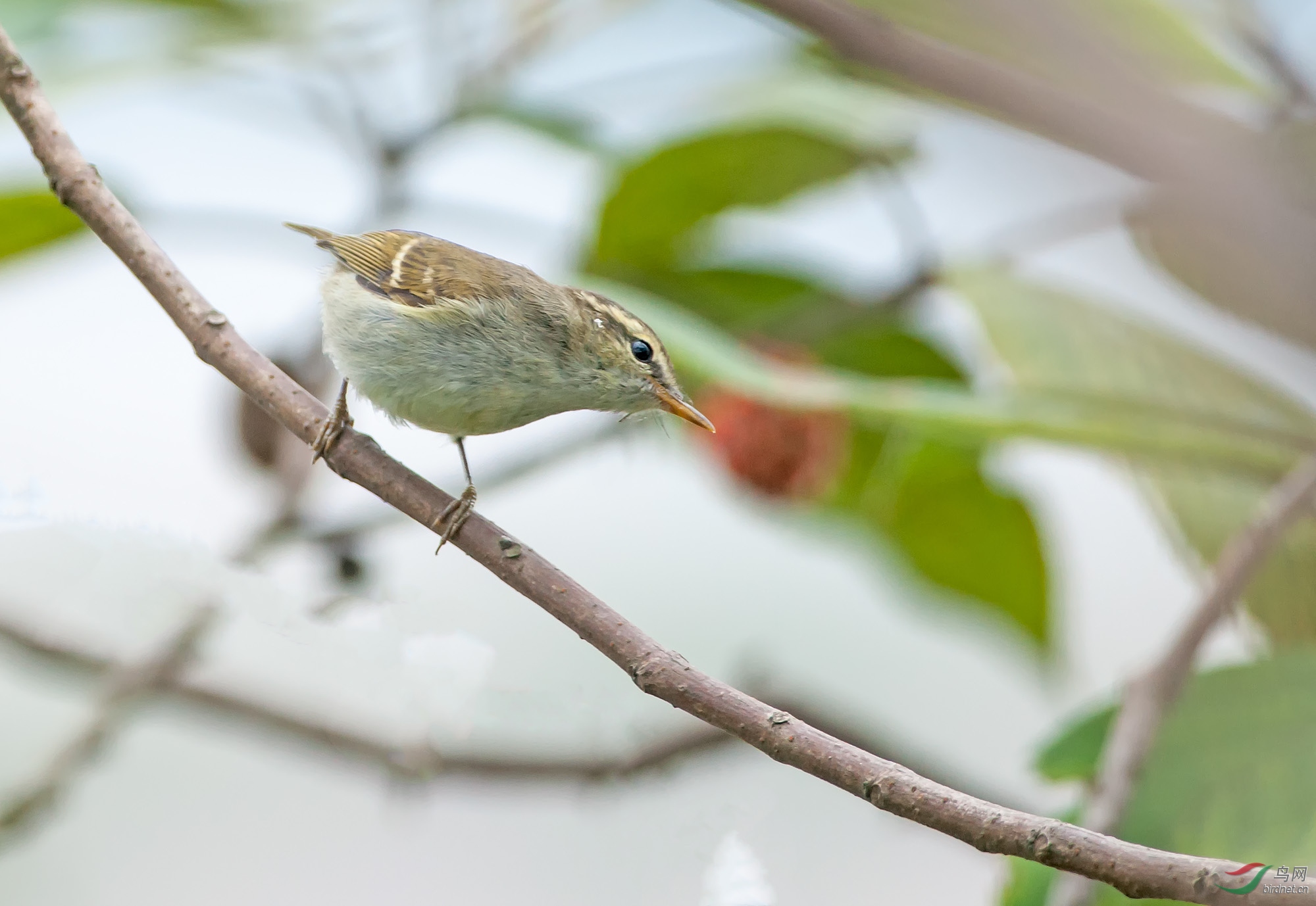 DSC_1403-1.jpg