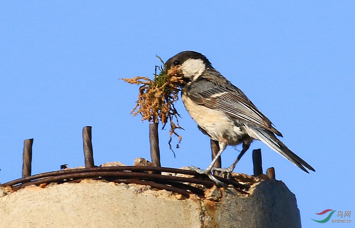 雀妻衔草唤夫归