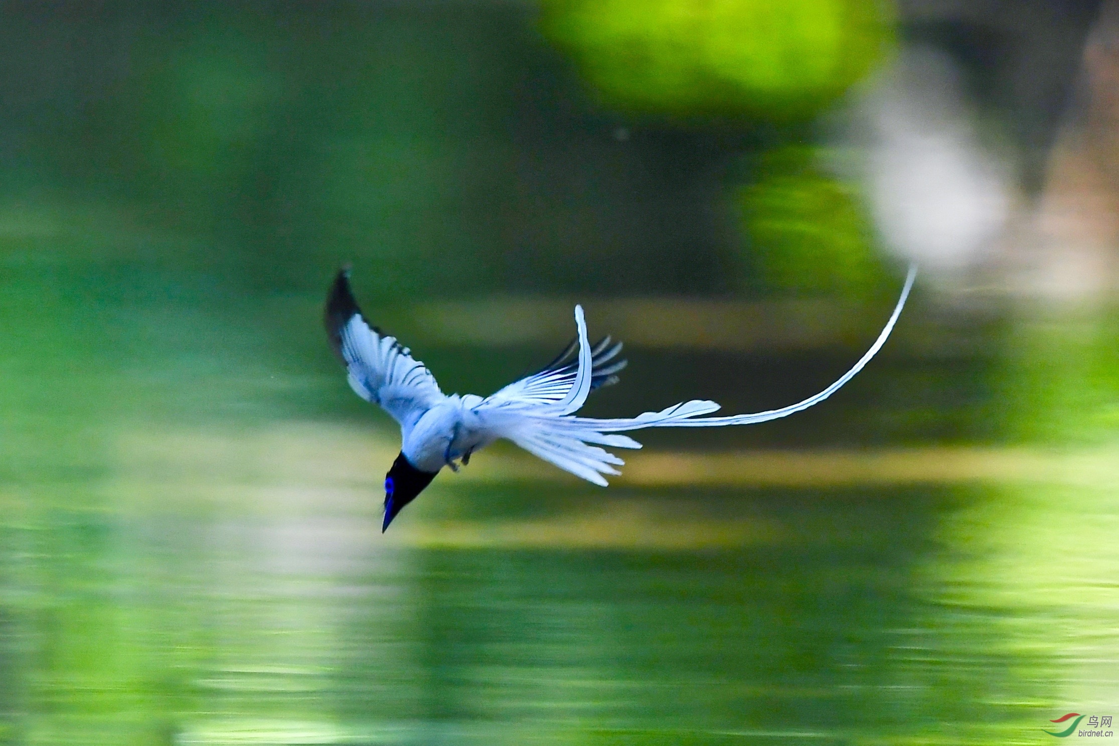 会跳舞的鸟一一寿带鸟