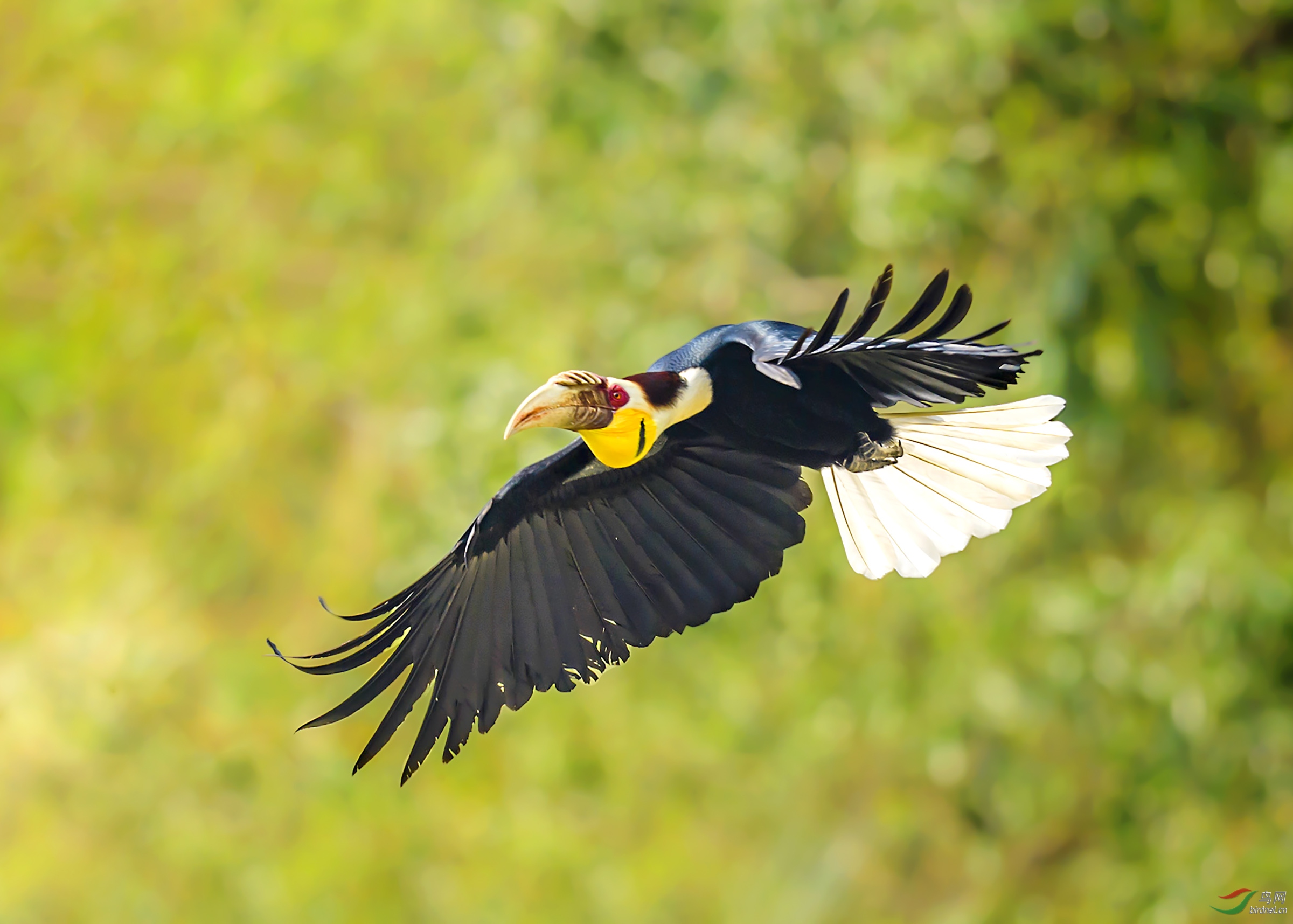 自由精灵---花冠皱盔犀鸟