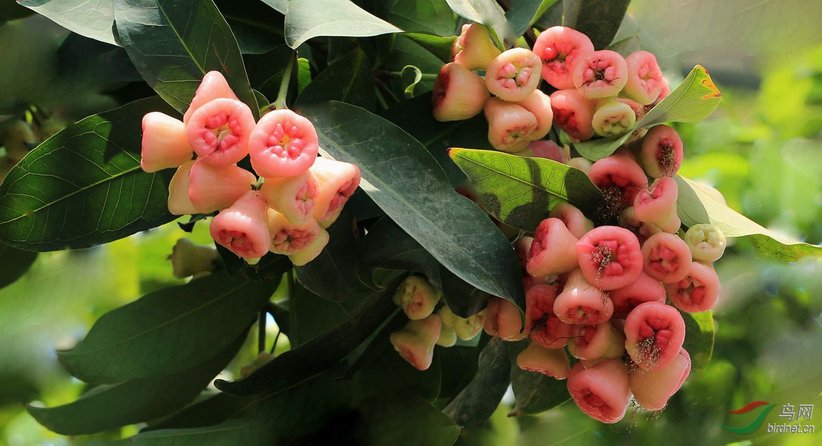 硕果累累洋蒲桃