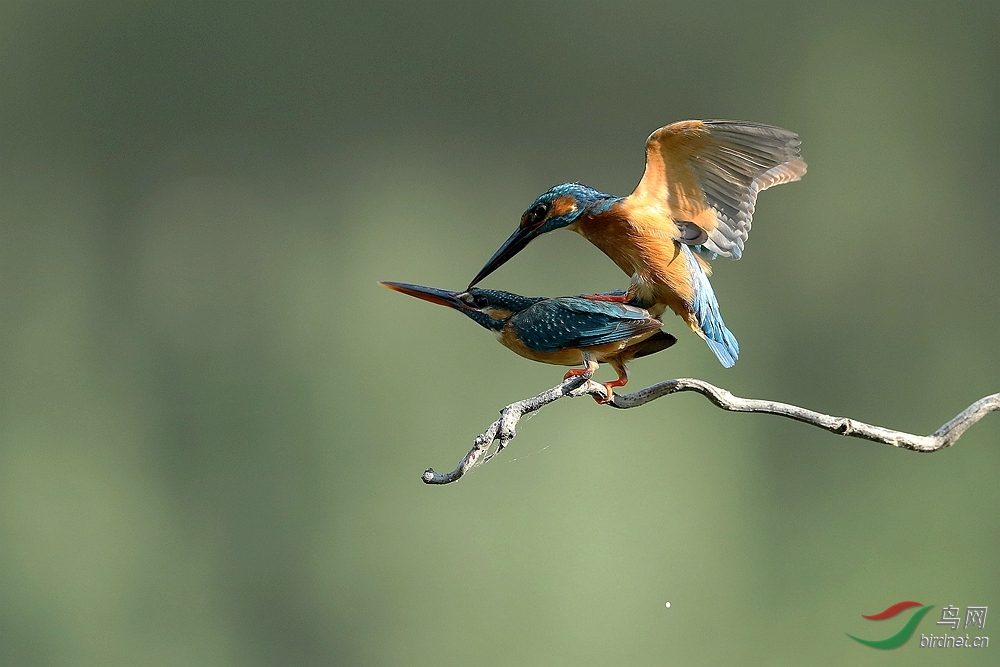 A39I7998_����_����.jpg