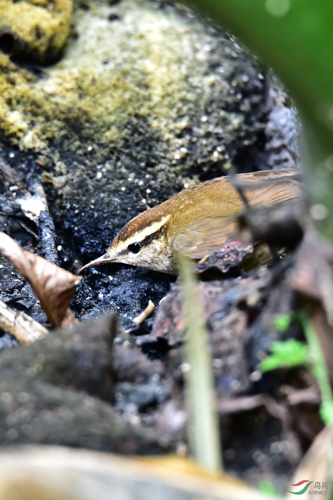 DSC_0173.JPG