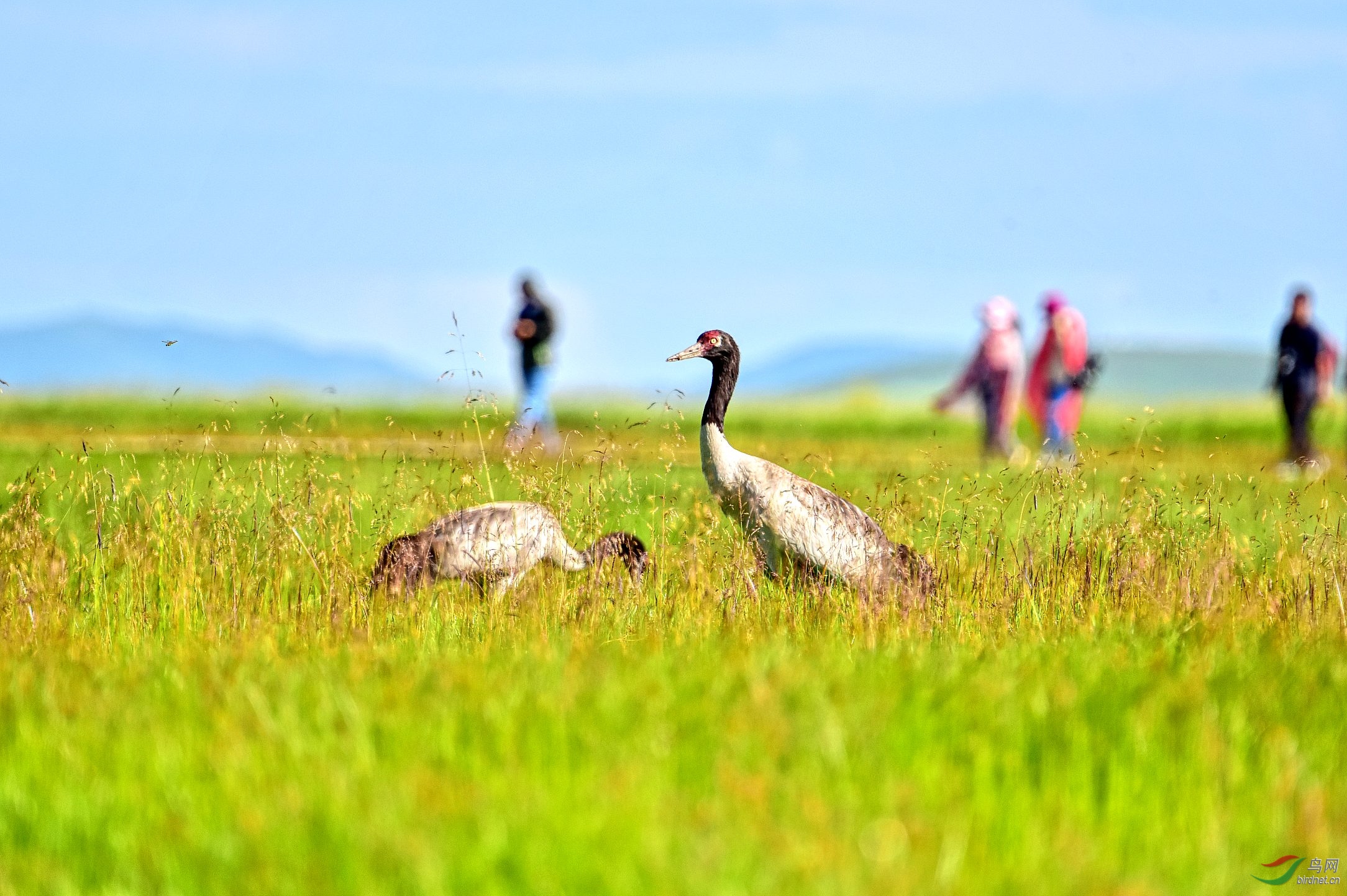 DSC_2453_conew1.jpg