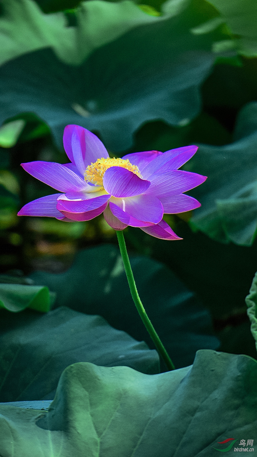 _D4S5842_5293a.jpg