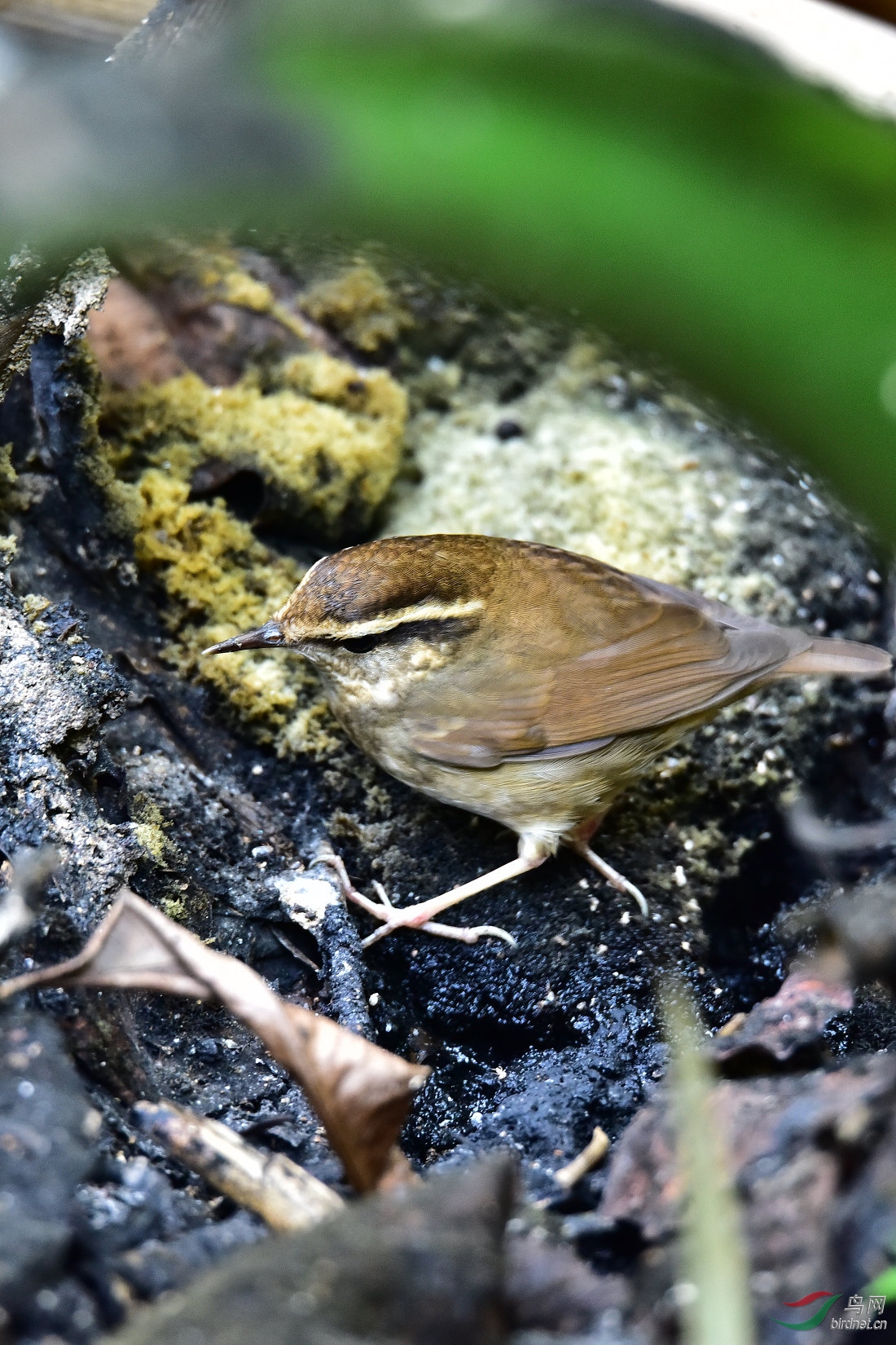DSC_0181.JPG