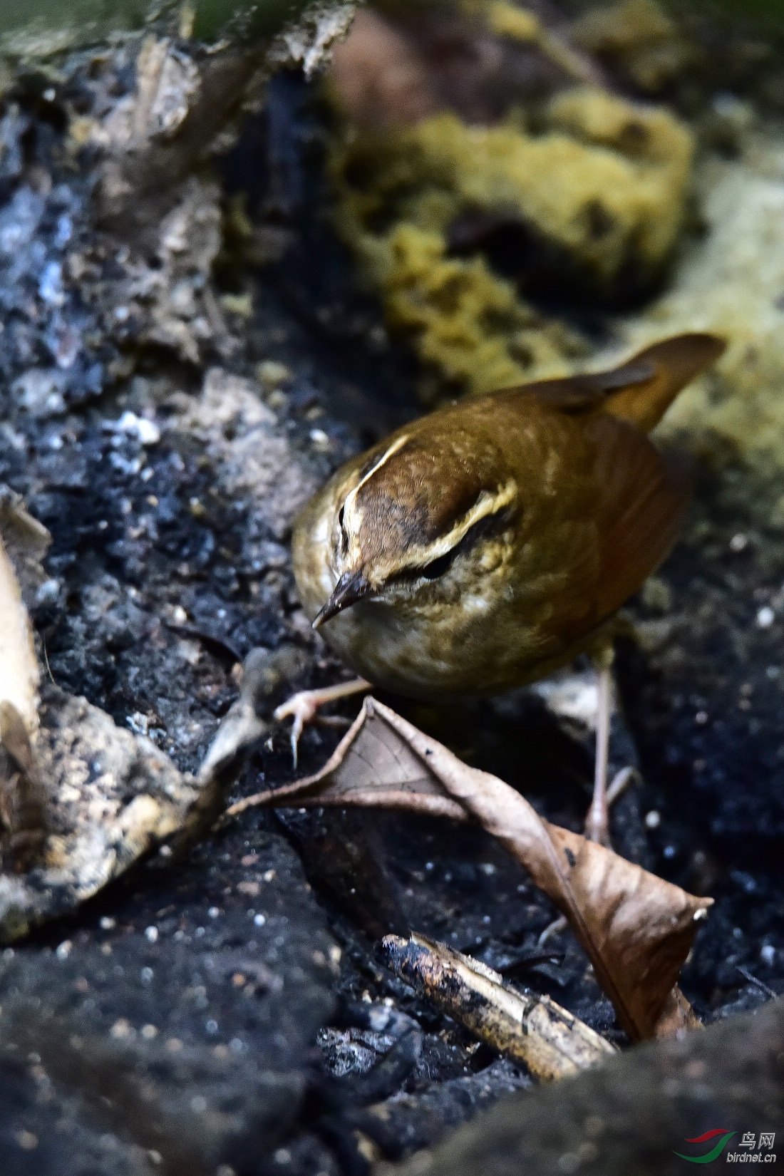 DSC_0182.JPG