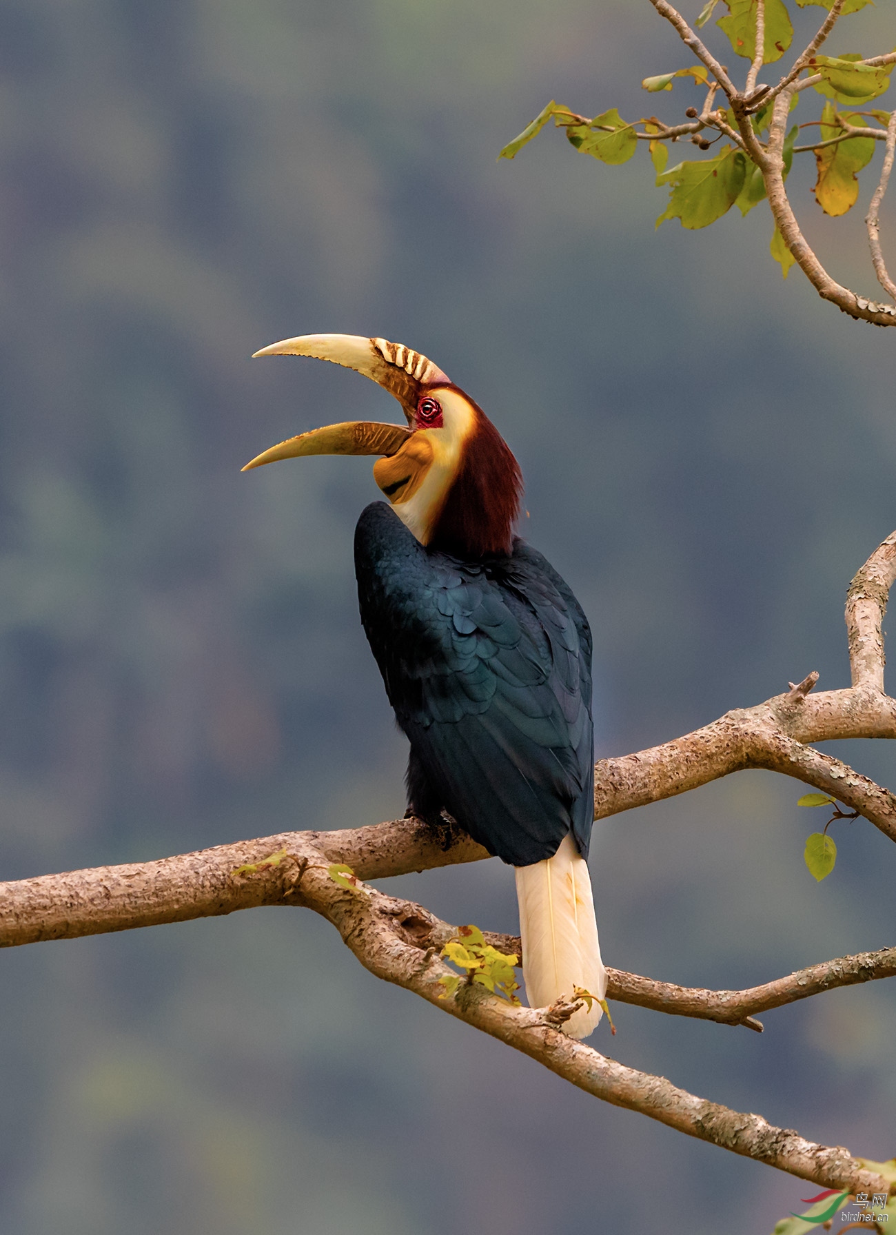 云南与缅甸边境线上的明星鸟—花冠皱盔犀鸟
