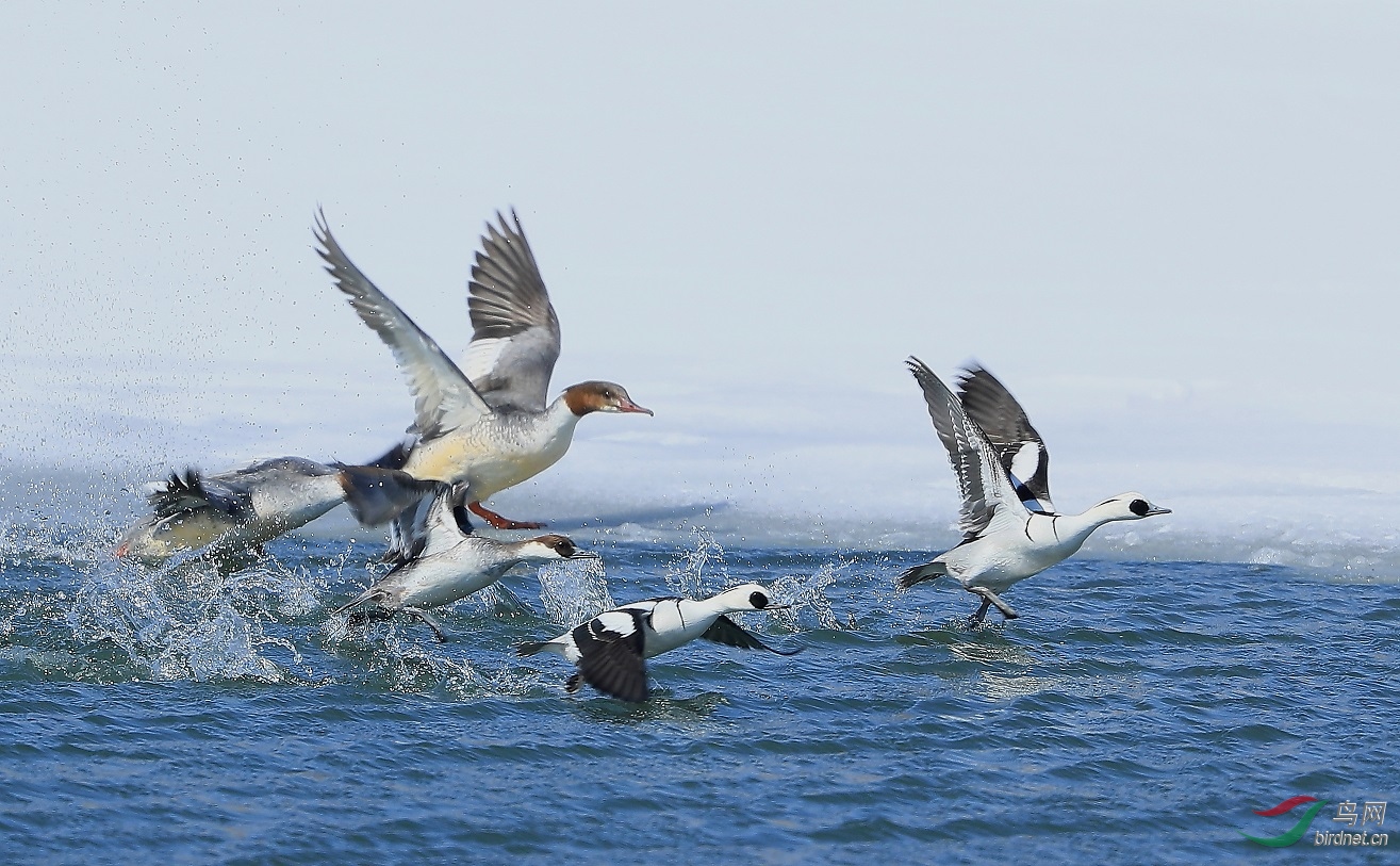 异族伙伴群飞(祝贺老师荣获首页精华)